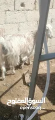  4 عنزين للبيع لحم وحليب