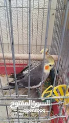  8 متوفر طيور كوكتيل صحة و نظافة