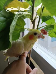  5 2 hand-feeding cockateil chicks tamed and friendly