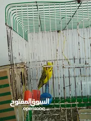  8 جوزين حب ماكنات انتاج بسعر حرق