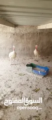  6 حبش ابيض جامبو هولندي ديك وفرختين شغلات أول خيرهن بيضن عمر 10 اشهر رقم صاحب الحبش بل وصف خطي مفصول