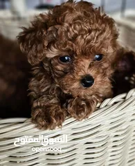  3 toy poodle T_cup now in  جراء توي بودل كوري بجميع الوراق والاثباتات