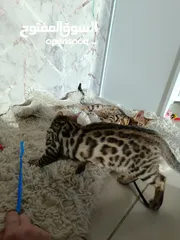  9 Bengal kittens