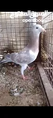  2 فراخ حمام بواقي للبيع