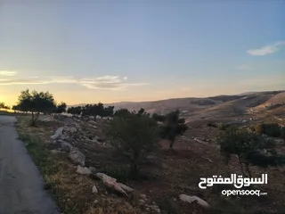  19 مزرعة لقطة مميزة مشجرة جرش دحل مساحة 3دونمات ونصف