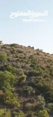  3 6دونمات ونصف للبيع في قريه صيدا