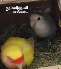 2 زوج روز منتج