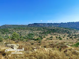  1 ارض في ام صفا بسعر مغري جدااا