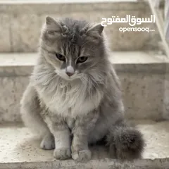  7 قطة شانشيلا مهجن انثى