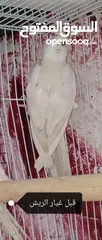  2 كوكتيل أنثى برونز فالو