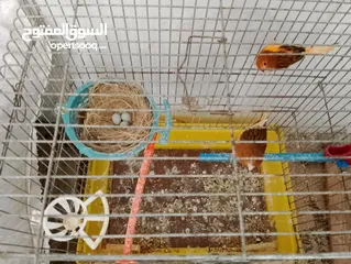  1 جوز كنار جوكر