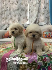  10 Maltipoo FeMale Puppies Available