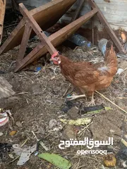  10 دجاج عرب العدد 7 بيهن خمس دجاجات وديوجه ثنين واحد ابو ركيبه وبيهن دجاجه هراتي وحده تك ب 19 الف