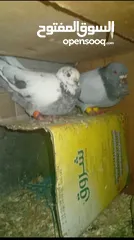  5 جوز بواز ابيض بطاردن علا بيض جوز نوري اسود قاعد علا بيض جوز ذبابنه بطارد علا بيض جوز وقواق قاعد علا