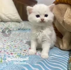  3 قــطــط لــلــبــيــع