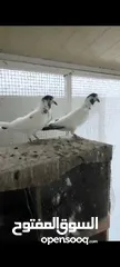  1 Pakistani pigeons