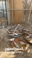  4 Dove bird pigeon دوف مكس للمهتمين للتربية منتج