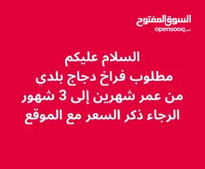  1 فراخ دجاج بلدي