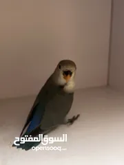  6 طيور منتجة للبيع