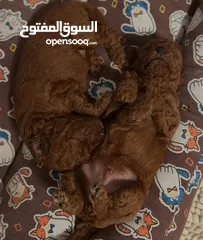  7 جراء بودل مستويات عالية جدا جدا جدا اهالي استيراد خارجي مستويات خرافية تسليم في أي عياده بيطرية