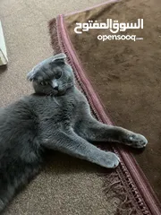  2 قط للتبني نوع سكوتش فولد