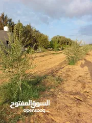  23 مزرعه 2 هكتار بمدينة الزاويه بسعر مناقس