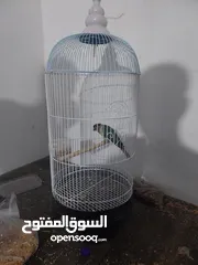 3 ببغاء كنيور نوع بيرلي و مزيد من الطيور و مستلزماتها