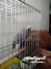  2 كاسكو للبيع