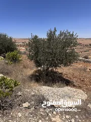  10 للبيع قطعة ارض منطقة نادرة / شرق جرش موقع مميز جدا وبسعر مغري