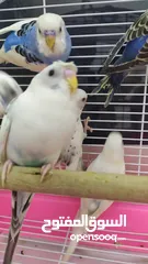  15 Ready to egg adult Budgies