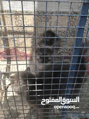  1 قطط شيرازيه