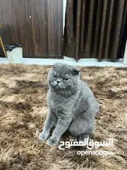  1 سكوتش فولد انثى