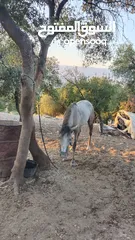  2 مهر بالصلاه على النبي صحه وعقل