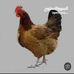  1 دجاج للبيع