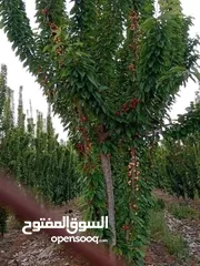  1 شجر اللوزيات
