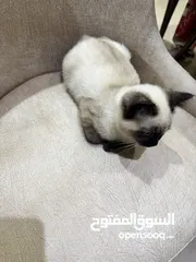  5 قطه بيور للتبني Pure cat for adoption