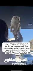  1 جابانيز بتز