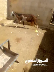  6 عنز لحم سن جمع نضيف ذكر الله عليها
