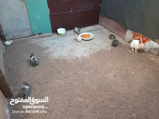  2 ارانب للبيع