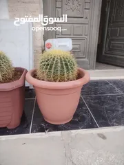 6 نبات الكره الذهبيه او ساده حماتي