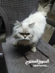 1 قطه هملايا للبيع