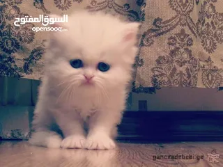  4 بسة للبيع بسعر مغري سكوتش قولد عمرها من 13 له 14 شهر للي معني يتواصل معي