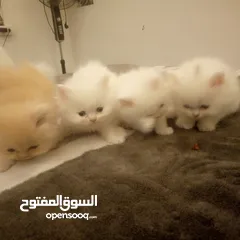  9 قطط شيرازي للبيع Persian cats for sale