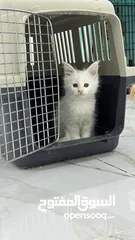  2 ماين كون Maine coon - female - white