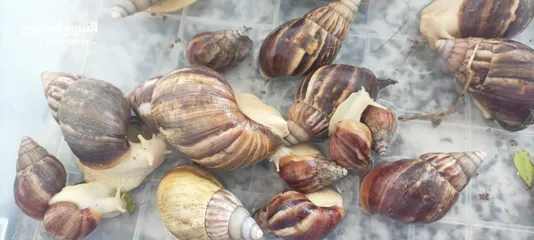  5 حلزونات افريقيا للبيع African snails for sale