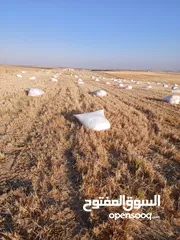  9 تبن قمح للبيع عترابو