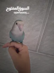  2 ببغاء روزا