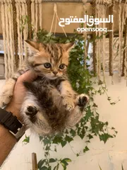  3 قطط سكوتش فولد وستريت العمر شهرين للبيع