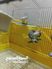  1 طيور زيبرا