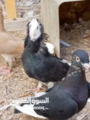  16 كوم حمام حوالي من 35 إلى 40 طير  للبيع